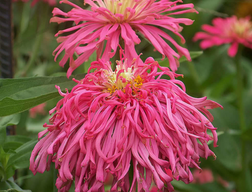 Zinnia Graceful