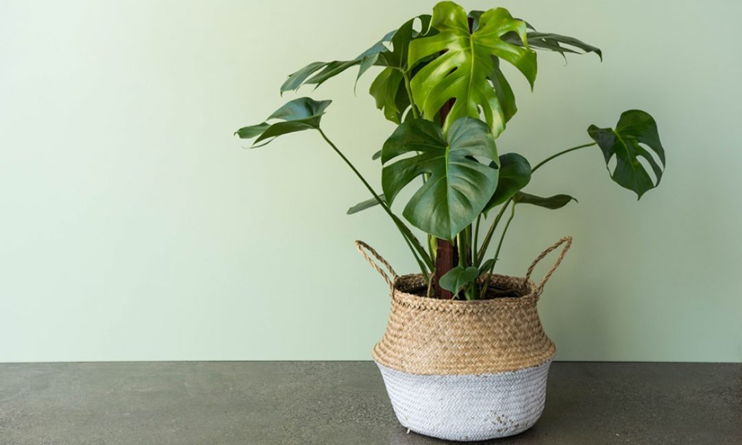 Monstera oldukça iddiasız bir bitkidir.