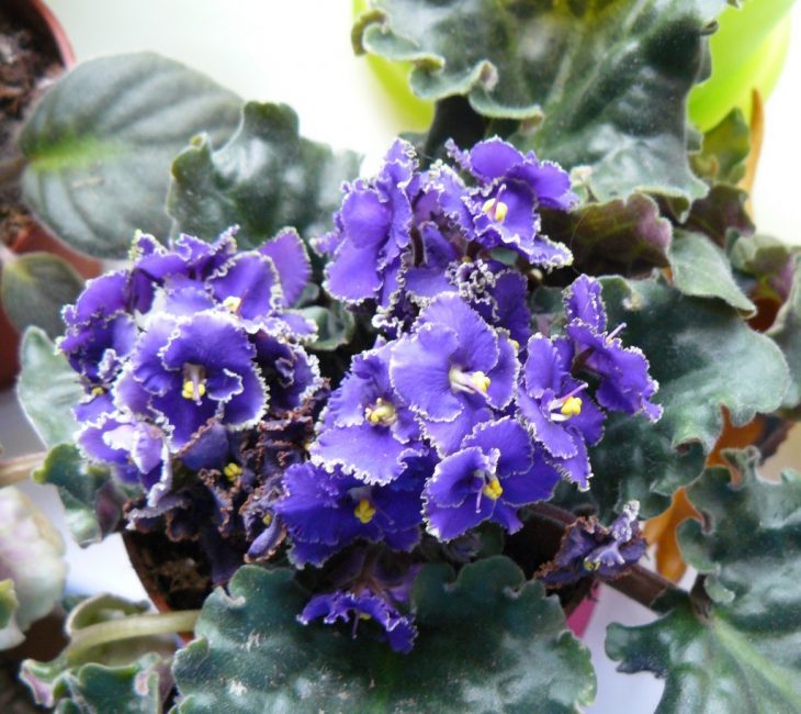siniset kukat. uzambara violetti