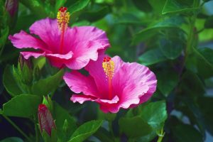 Hibisc (rosa xinesa): descripció, cultiu, reproducció i cura, possibles malalties de la malva tropical