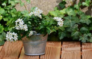 Jardín de jazmines: descripción, tipos, plantación en campo abierto, cuidado, poda, reproducción (más de 60 fotos y videos) + Reseñas