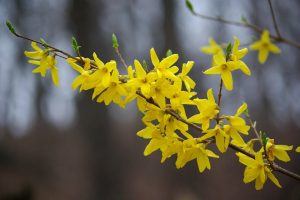 Forsythia: descripció, plantació a camp obert, sortint de la regió de Moscou fins a Sibèria - una mini-enciclopèdia (80+ fotos i vídeos) + ressenyes