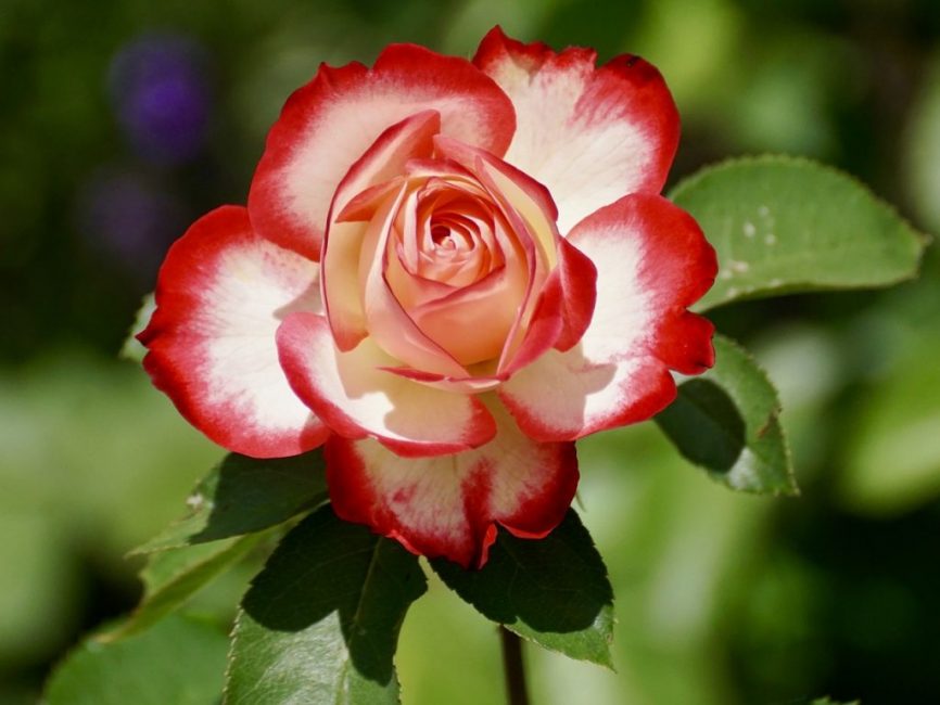 τριαντάφυλλο floribunda