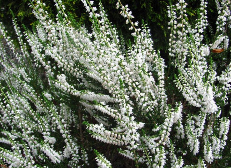 kanervalajike alba
