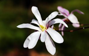 Magnolia: περιγραφή 15 ειδών, συστάσεις για φύτευση, αναπαραγωγή και φροντίδα (90 Φωτογραφίες & Βίντεο) + Κριτικές
