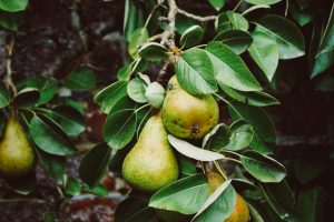 Plantación y cultivo de peras: descripción, tipos, riego, fertilizante, poda y otras sutilezas del cuidado de los árboles (25 fotos y videos) + Reseñas