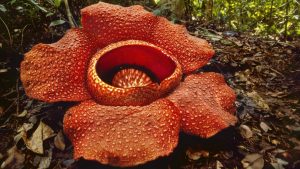 TOP 35 plantas más inusuales y asombrosas del mundo