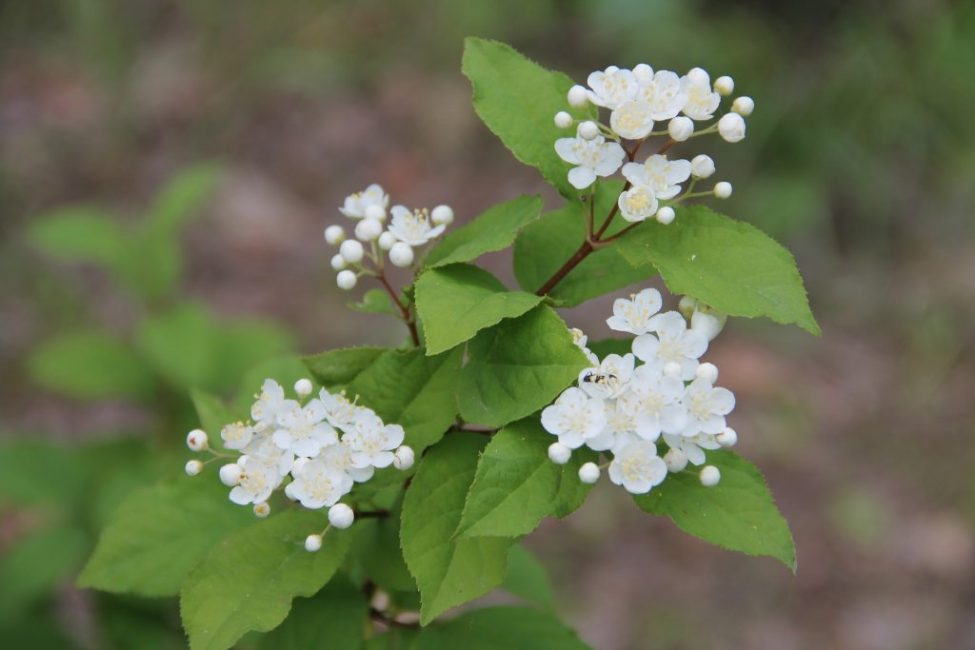 Amur (pienikukkainen)