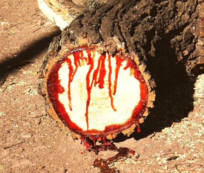teca africana