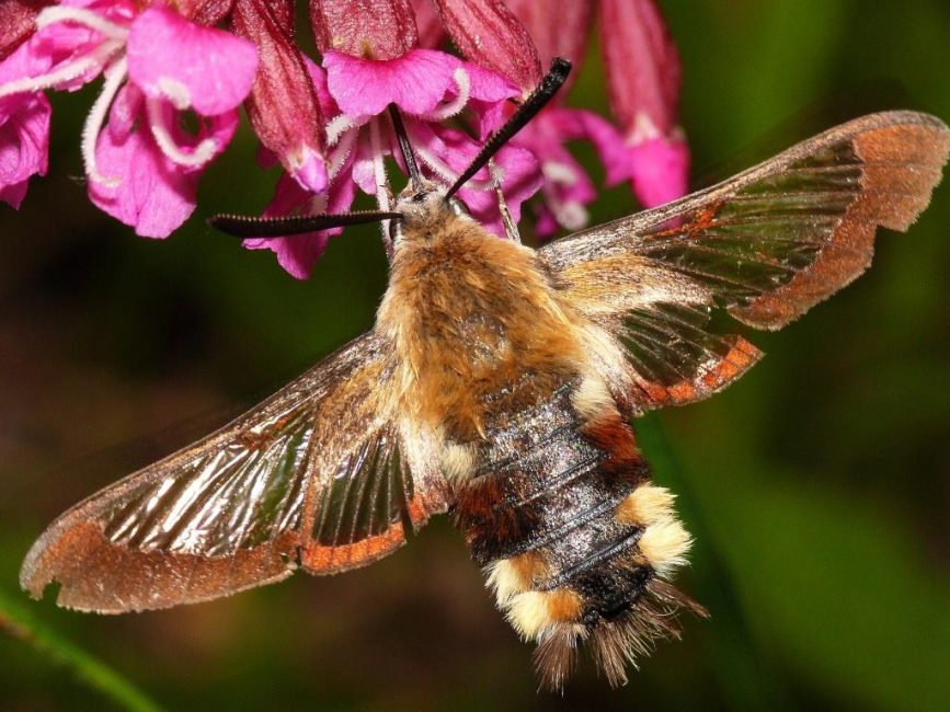 Butterfly Bumblebee - Aasian kauneuden tärkein tuholainen