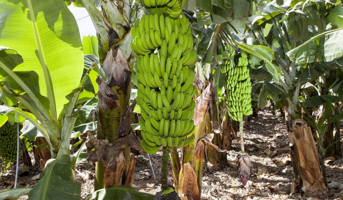 Plátano