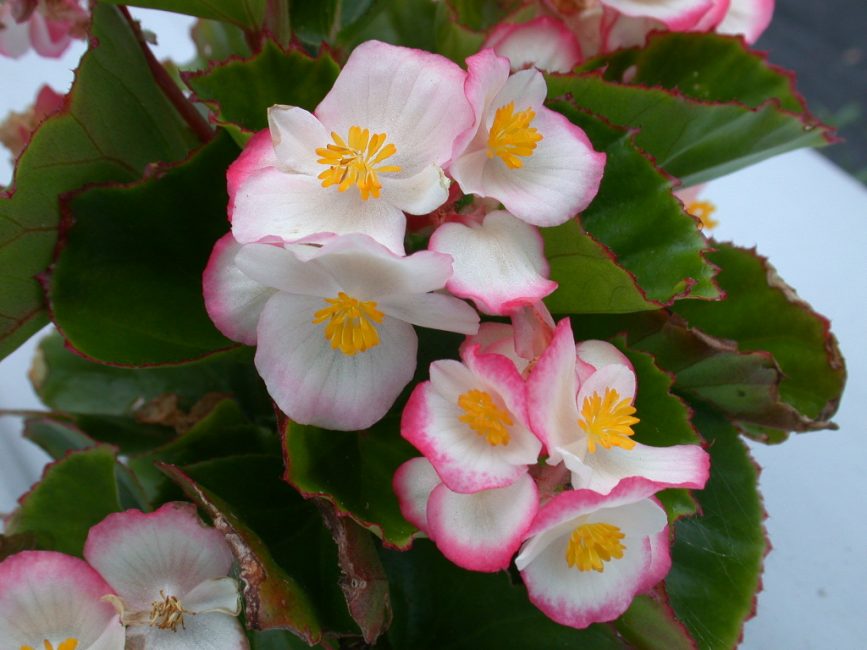 Αιώνια ανθισμένη Begonia Lucenets F1