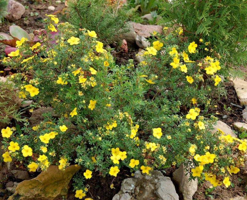 Potentilla alpina