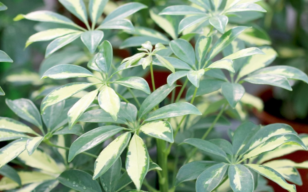 Arbre Schefflera