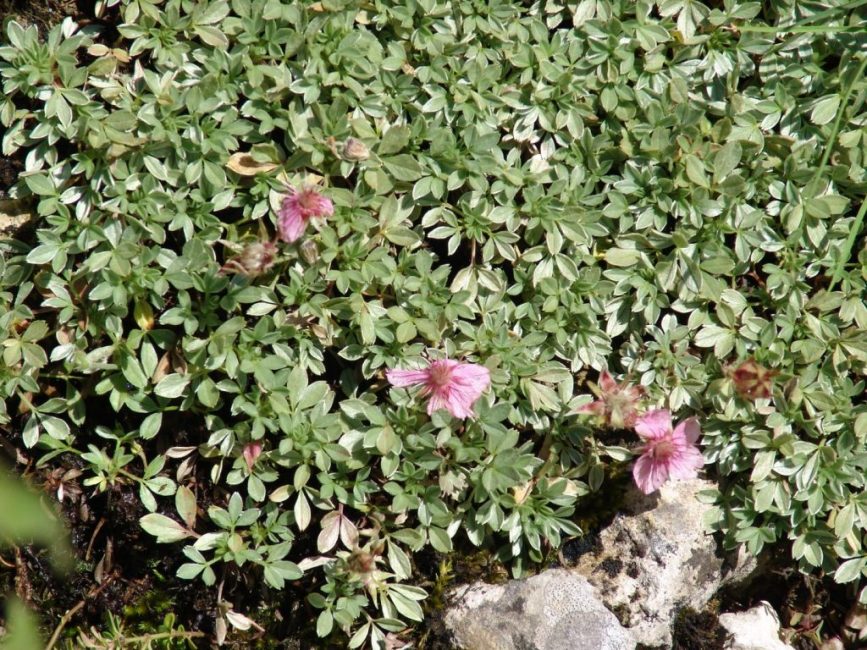 Cinquefoil brillante