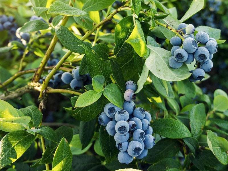 Cosecha azul
