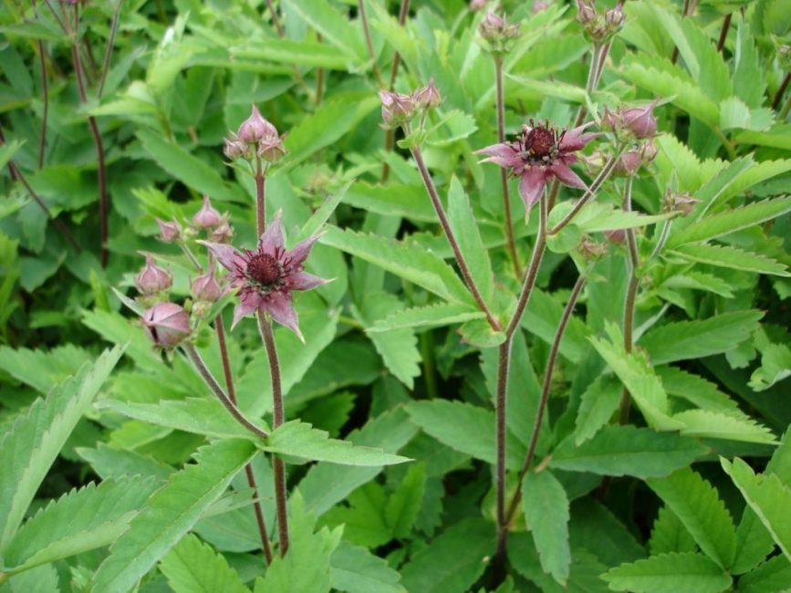 marisma cinquefoil