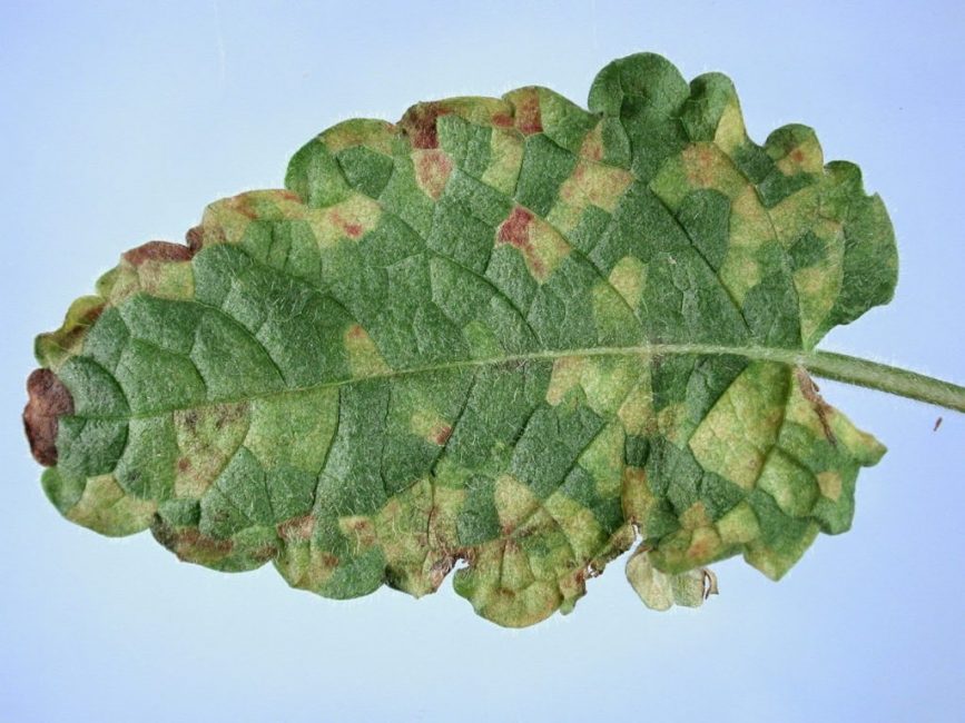 Una hoja enferma de una planta es fácil de identificar