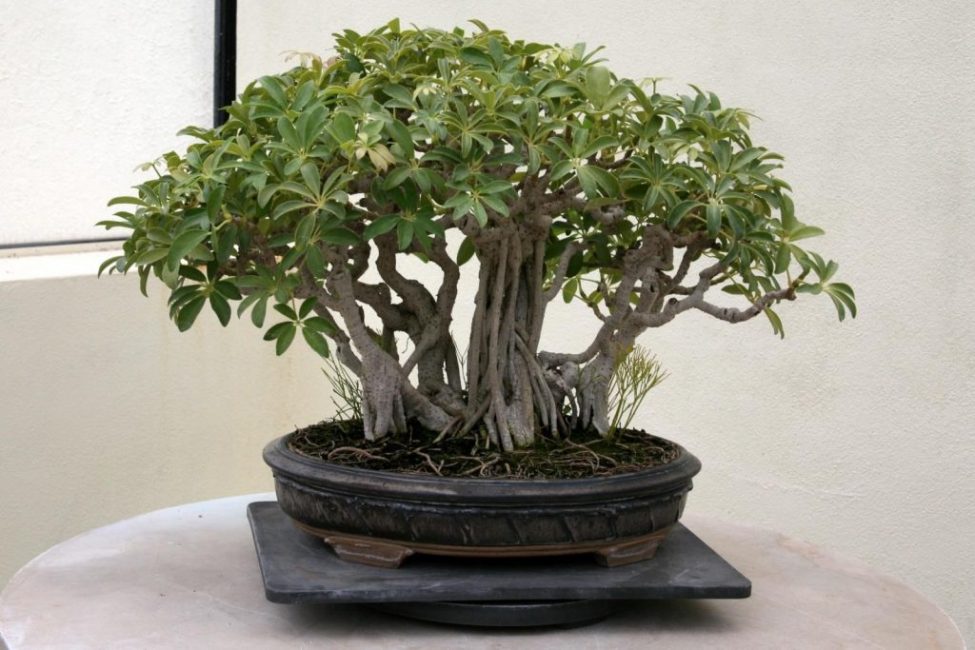 Bonsai format a partir de shefflera