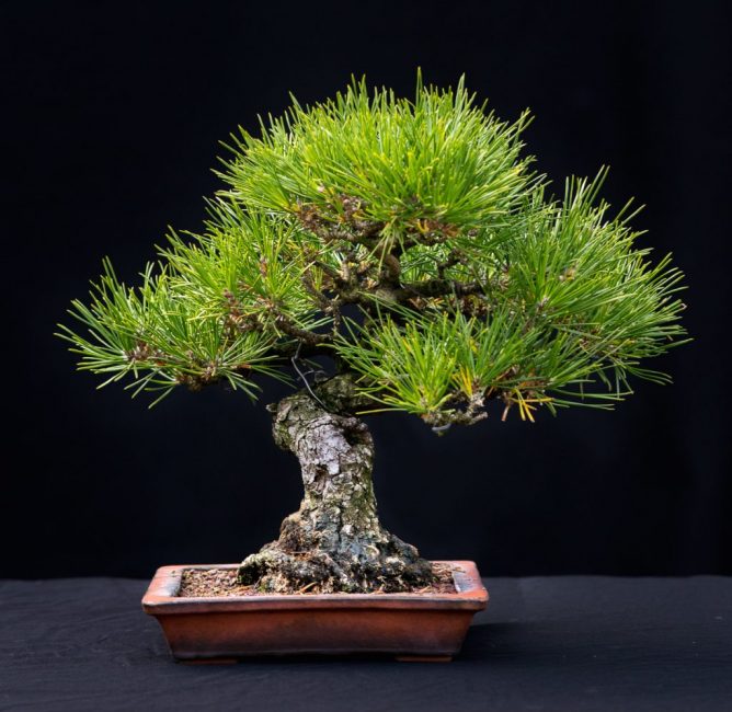 Bonsai