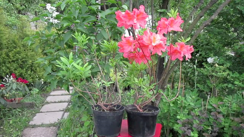 Azalea plantor säljs i behållare på trädgårdscenter och plantskolor.