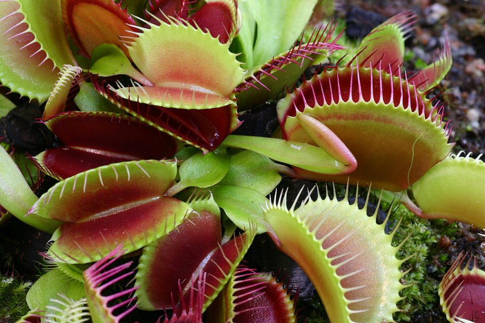 Venus atrapamoscas