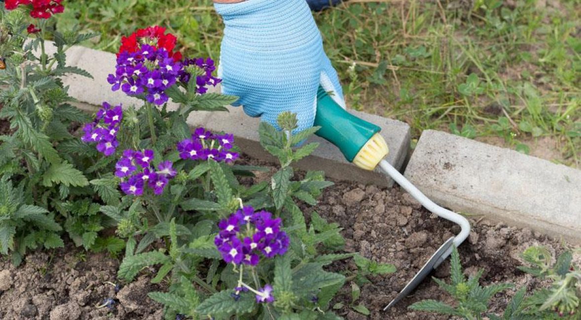 Το Verbena απαιτεί ελάχιστη φροντίδα
