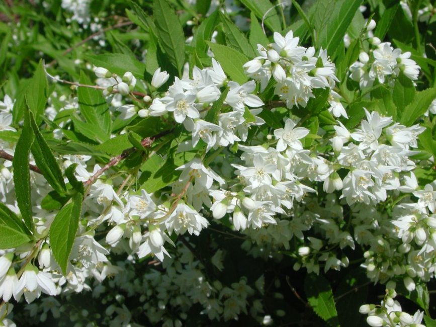 Vilmorena