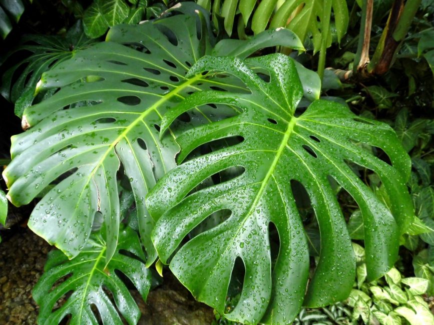 Monstera yaz aylarında daha sık sulanmalıdır.