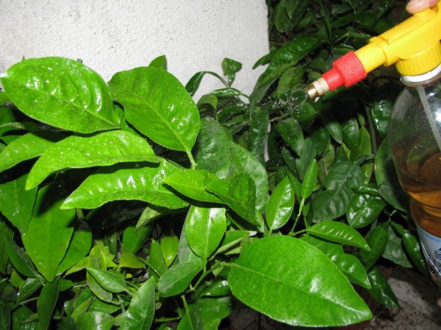 apòsit foliar superior