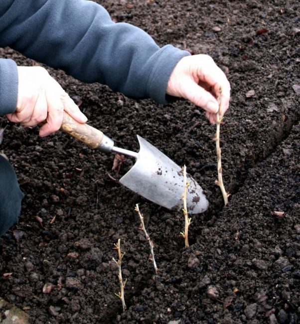 esquejes de plantación