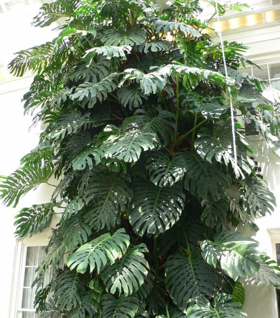 Monstera yüksekliği 10 metreden fazla