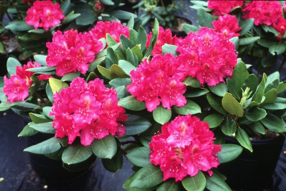 Hybrid rhododendron - den mest populära i prydnadsträdgårdar