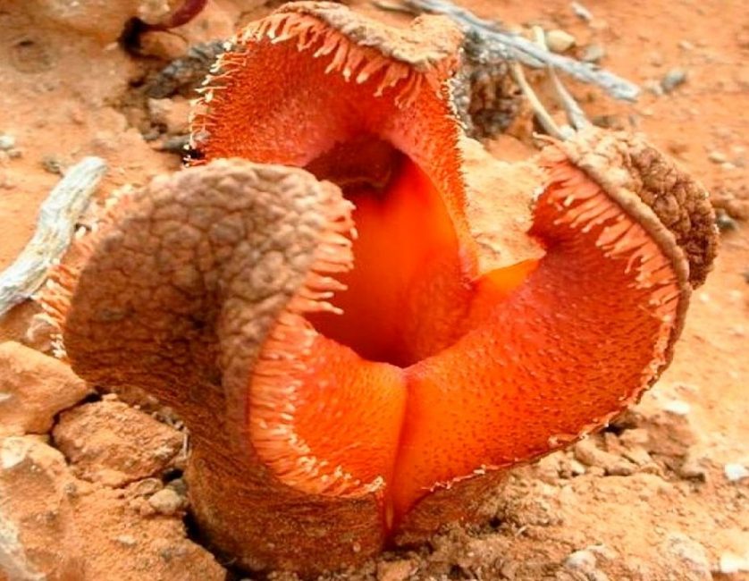 gidnora africana