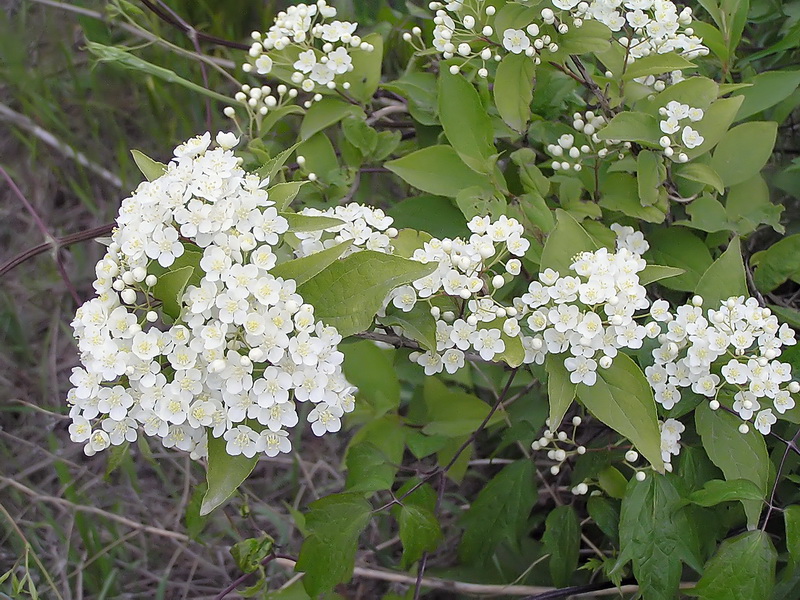 Sileä