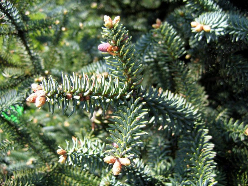 Glauca spaniscus