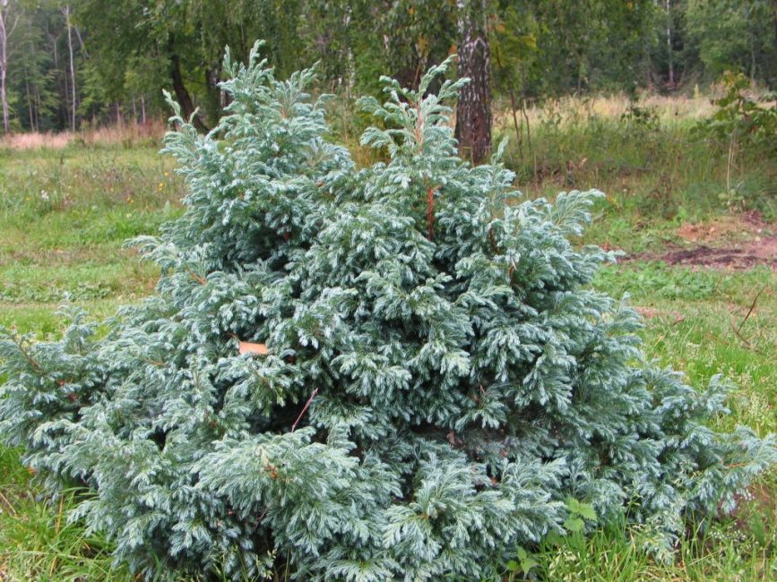 hernepitoinen