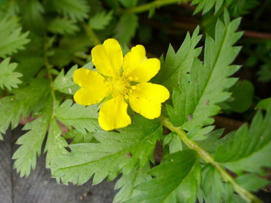 cinquefoil de ganso