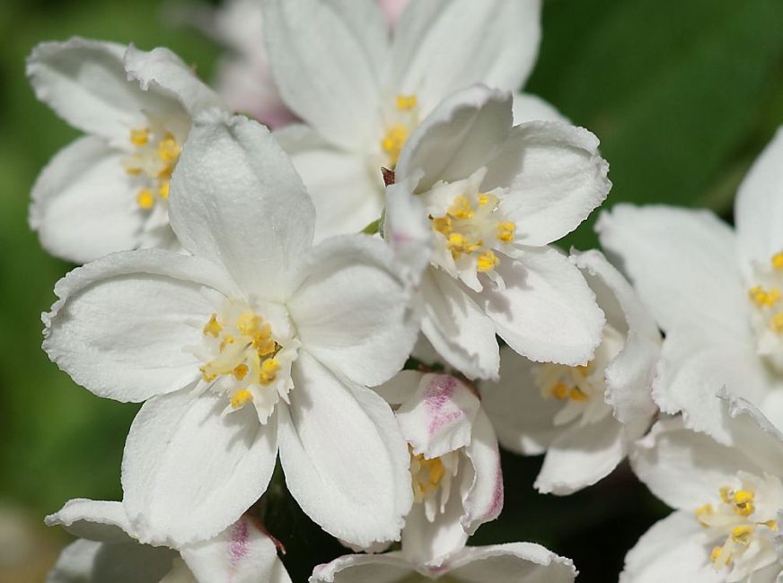 Action grandiflora