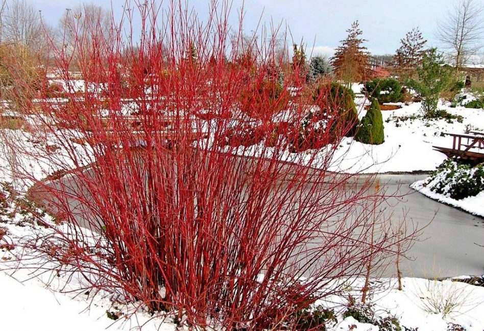 Derrain en invierno