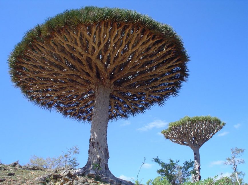 Arbol Dragon