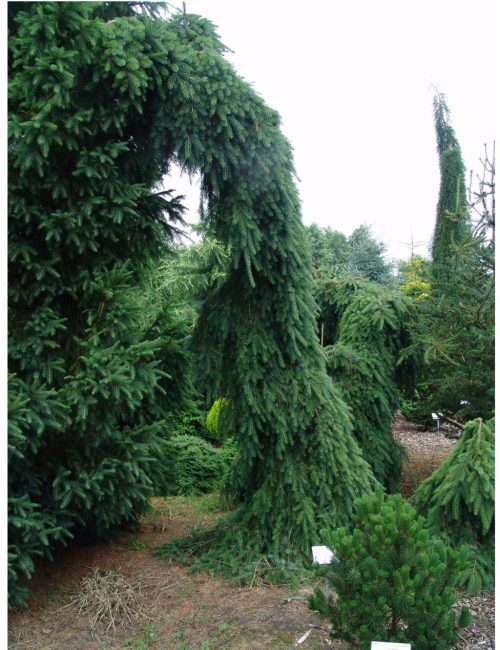 Kuusi Pendula Bruns