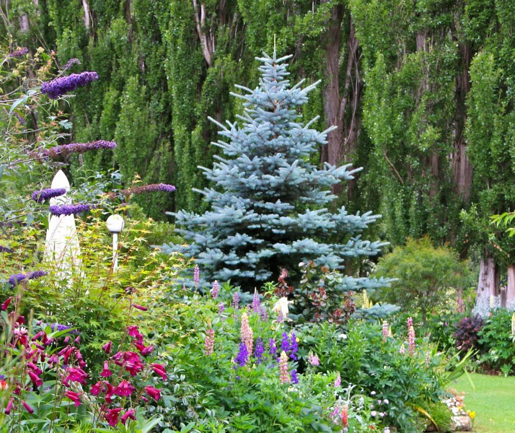 Смърч в ландшафтен дизайн