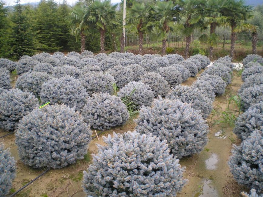 kuusen glauca
