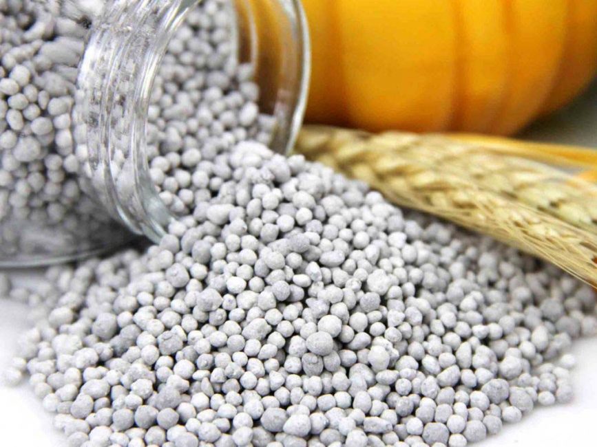 Si el arbusto crece en un suelo agotado, en la primavera es necesario aplicar fertilizante que contenga nitrógeno.