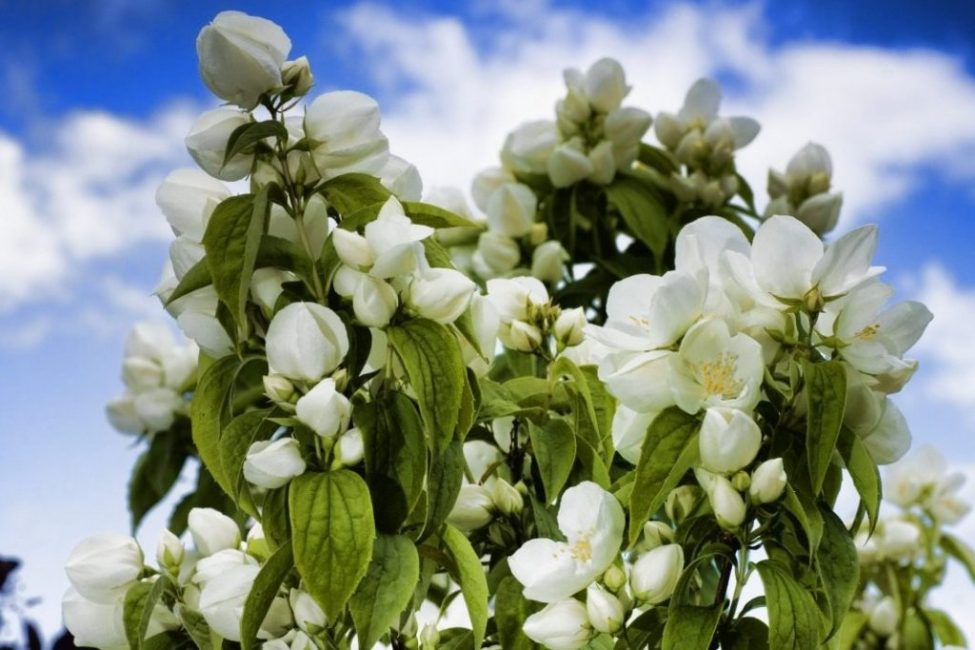 Gessamí en floració activa