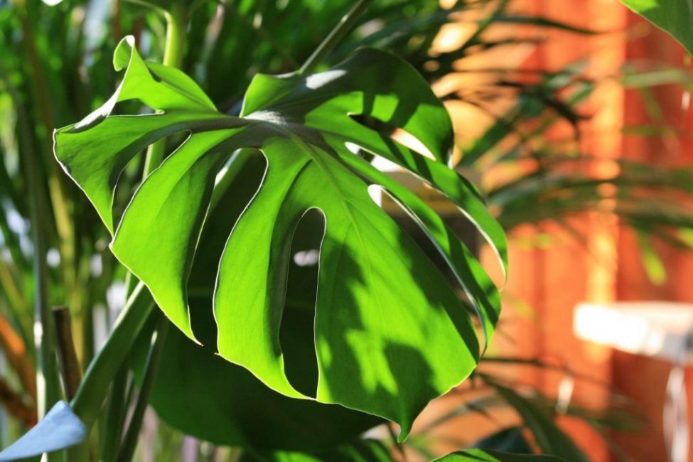 Monstera'yı aydınlatılmış yerlere yerleştirmeniz tavsiye edilir.