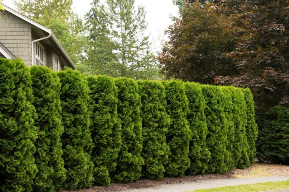 Hedge