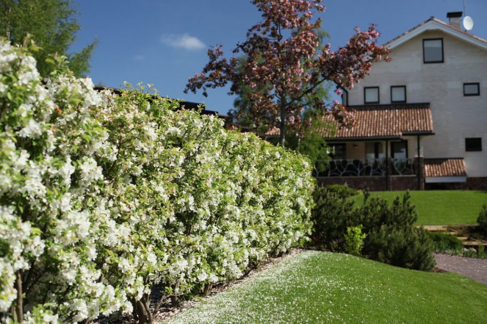 Tanca de gessamí