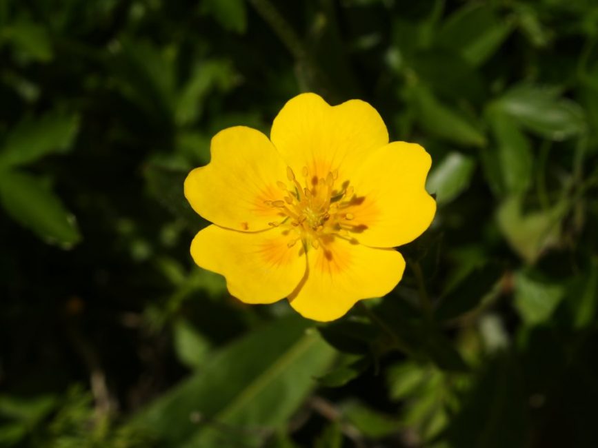cinquefoil dorado